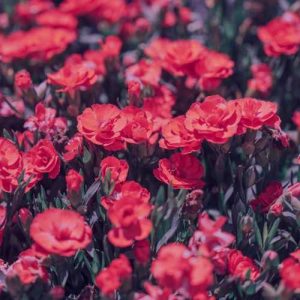 دانلود آهنگ قارا قارا قارا قیز قاش قارا گوز قارا قیز